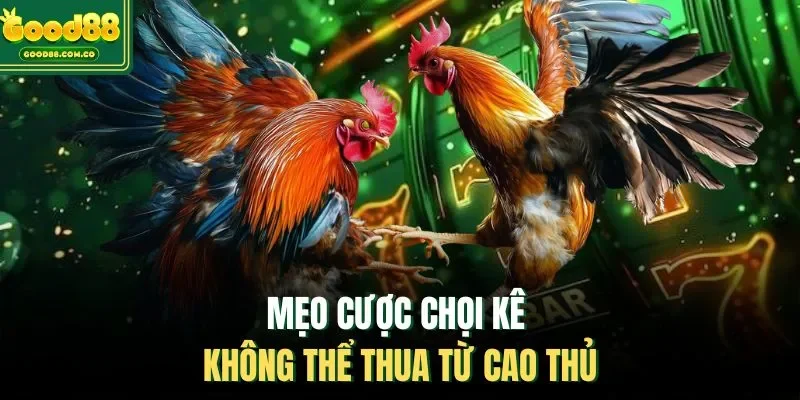 Mẹo cược chọi kê không thể thua từ cao thủ